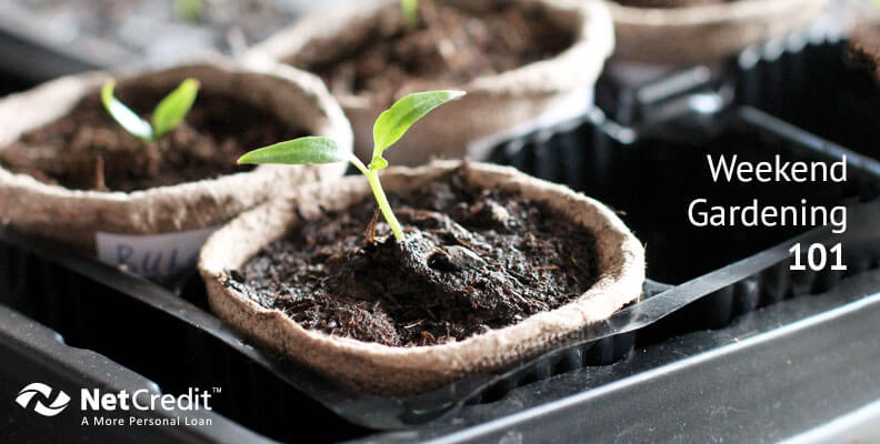 Building Your First Food Garden Building Your First Food Garden