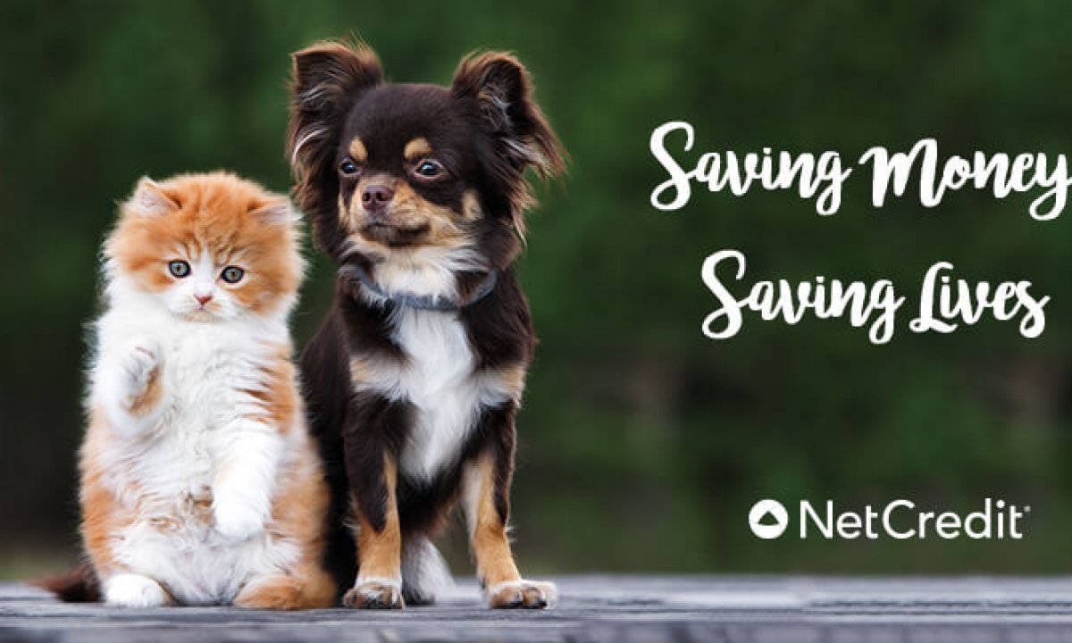 What Is The Cost Of Adopting A Dog