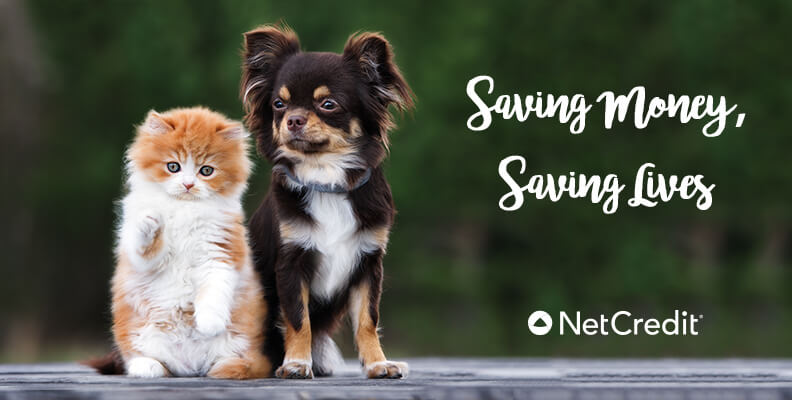 How You Save Money By Adopting from a Shelter