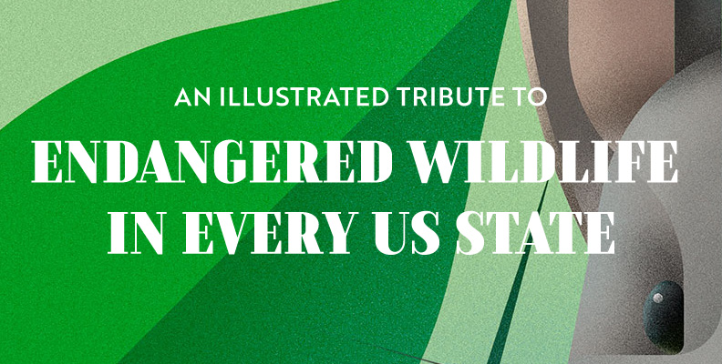 An Illustrated Tribute to the Most Endangered Wildlife in Every US State