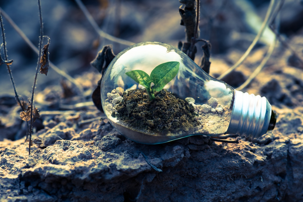 Lightbulb filled with dirt and small green sprout