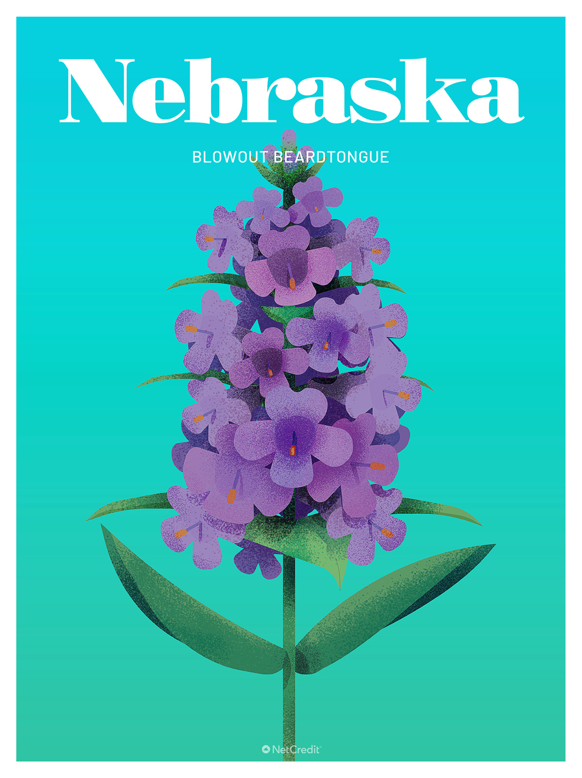 Endangered Plant in Nebraska: Blowout Beardtongue