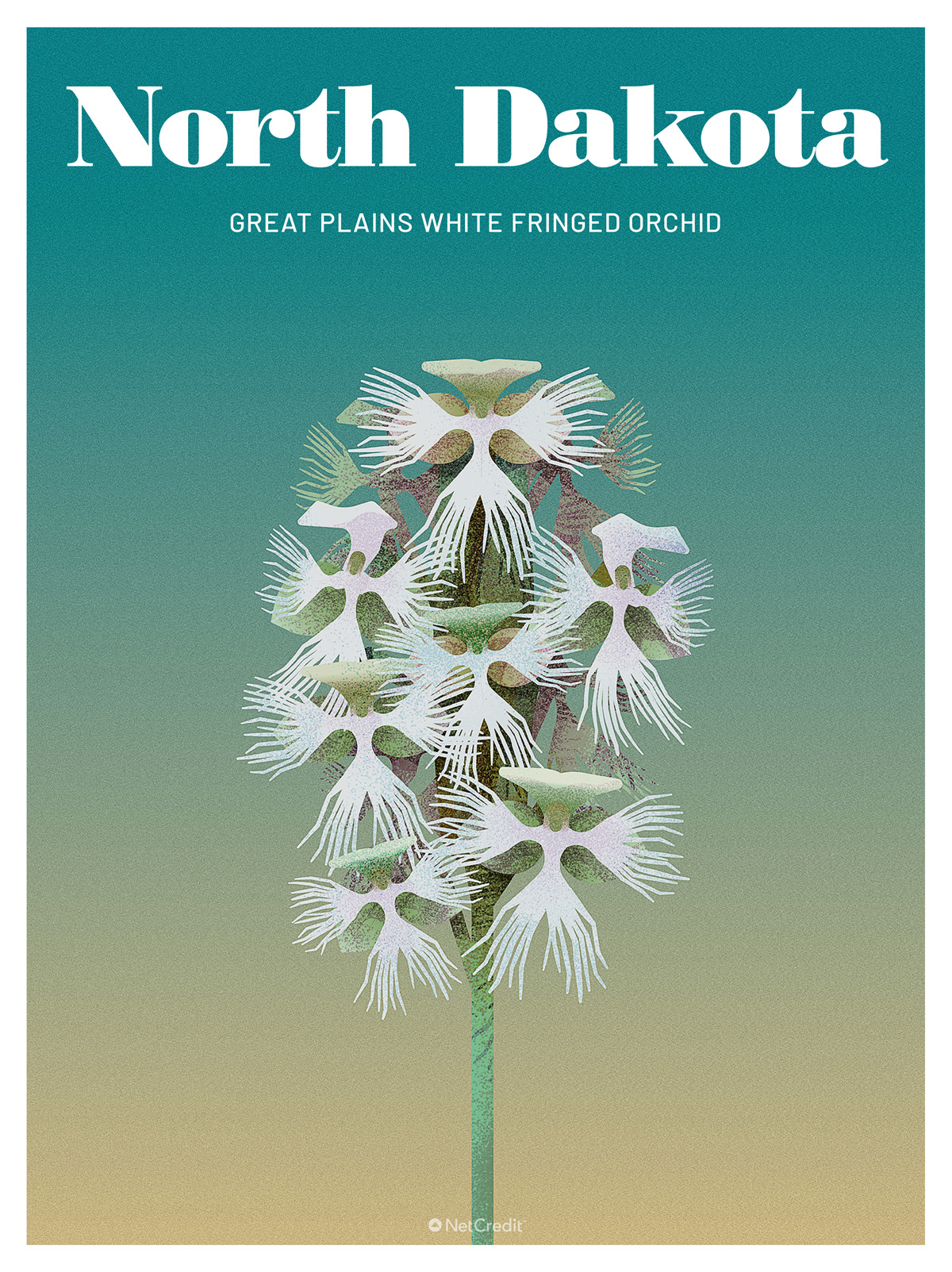 Endangered Plant in North Dakota: Great Plains White Fringed Orchid