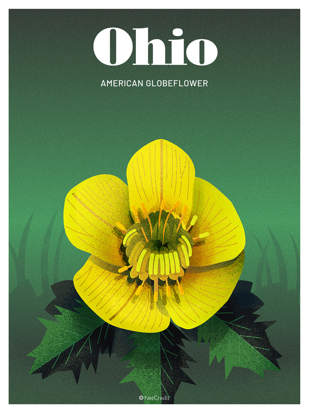 Endangered Plant in Ohio: American Globeflower