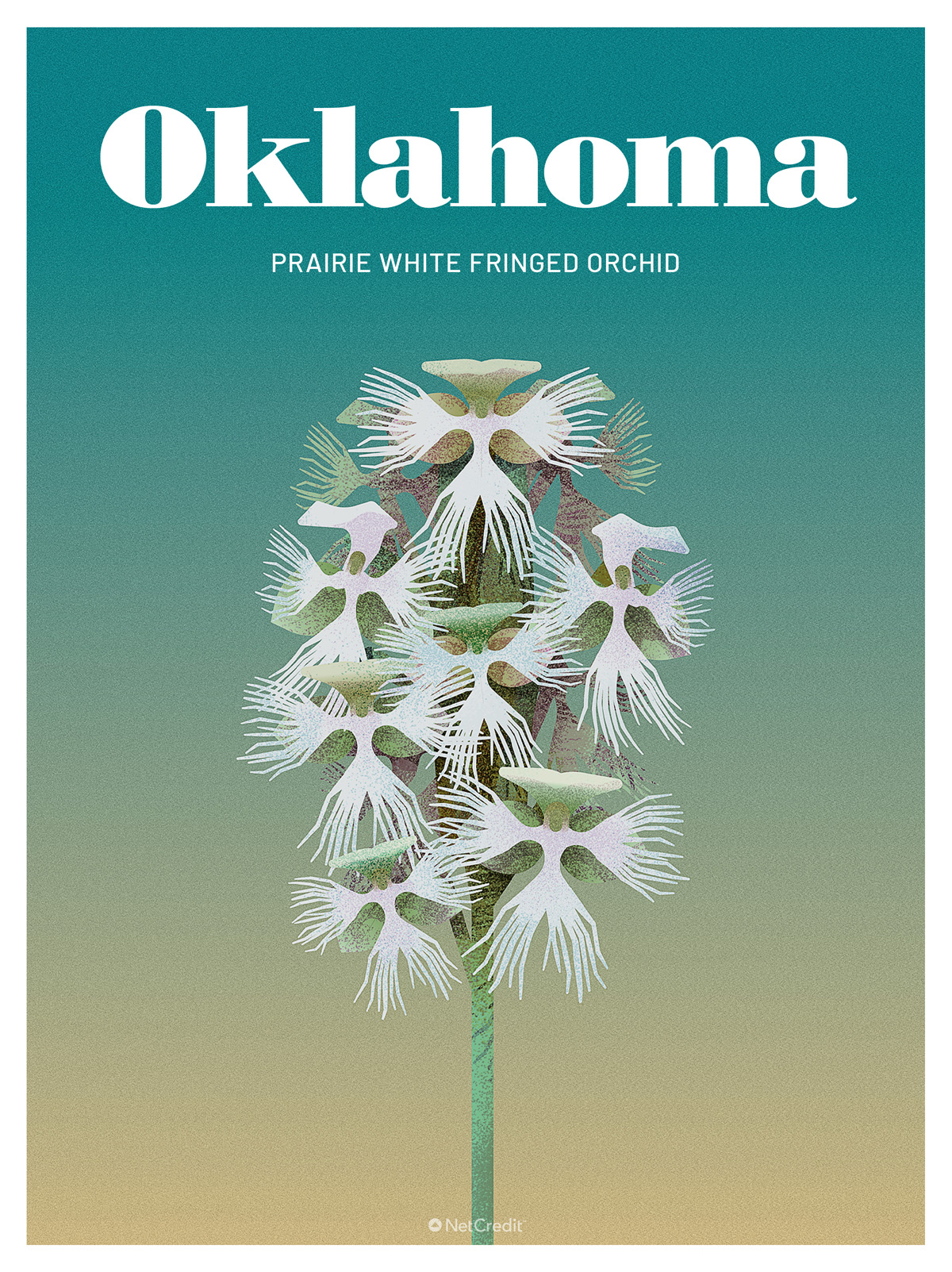 Endangered Plant in Oklahoma: White Fringed Orchid