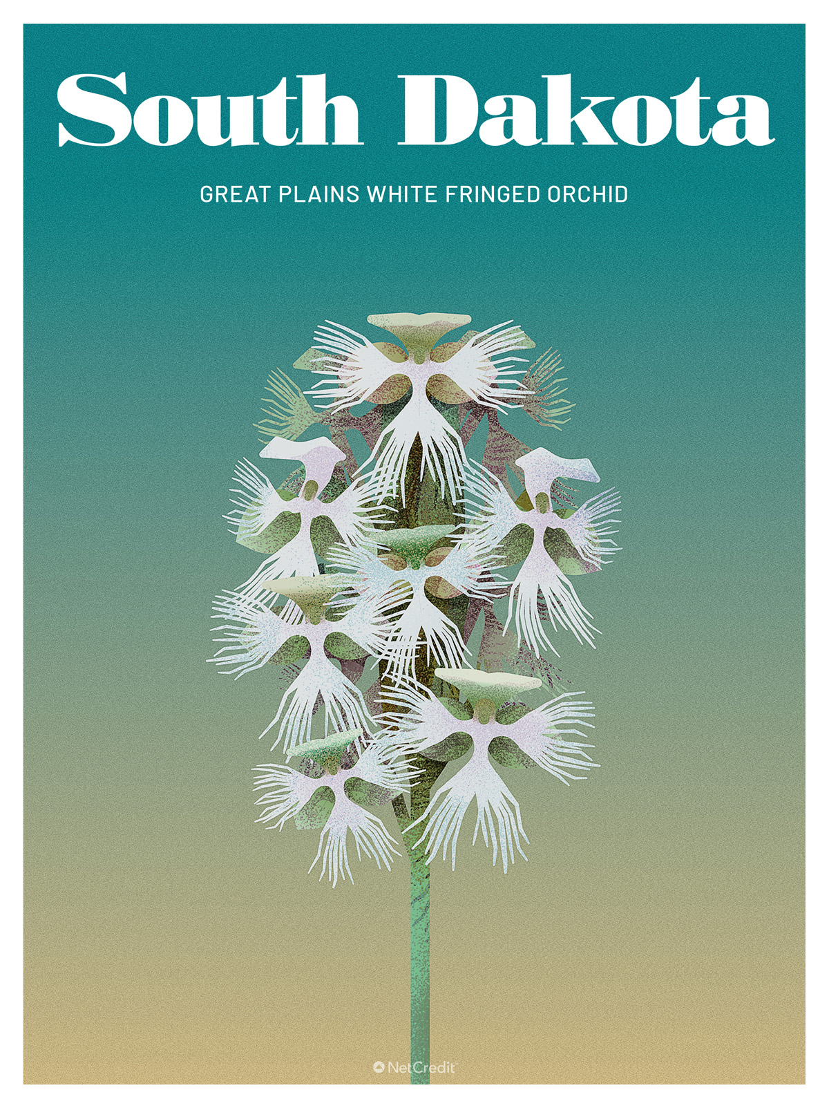 Endangered Plant in South Dakota: White Fringed Orchid