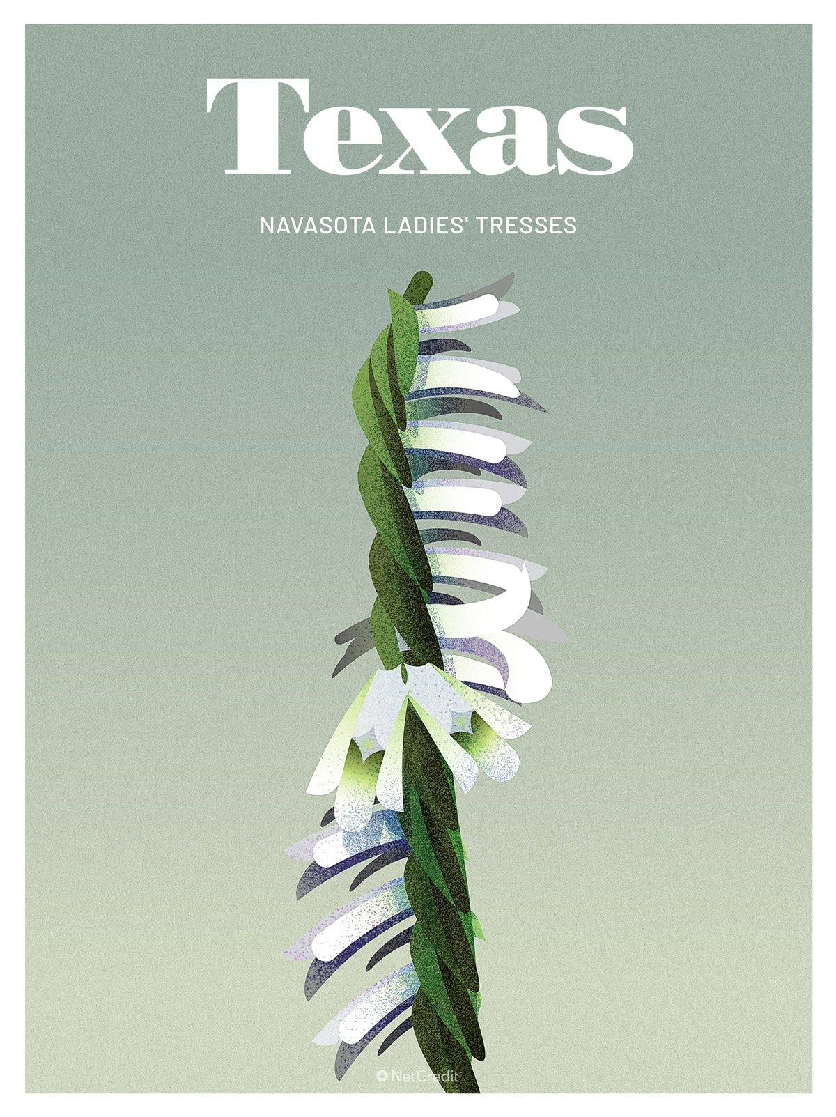 Endangered Plant in Texas: Navasota Lady's Tresses