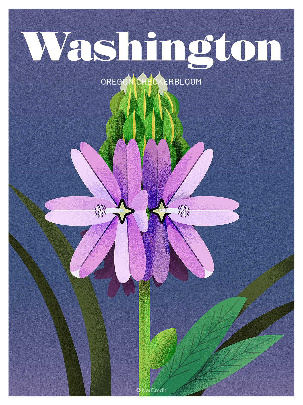 Endangered Plant in Washington: Oregon Checkerbloom